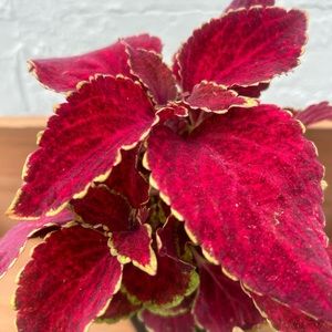 Sun Coleus